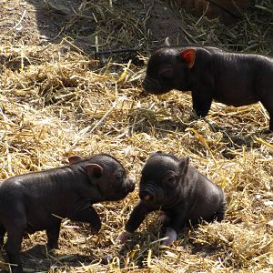 Vietnamese Potbellied Pigs