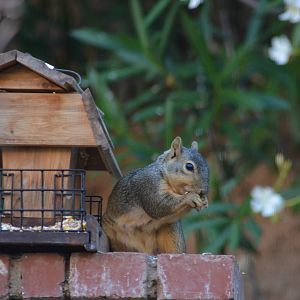 My Backyard - Fox Squirrel