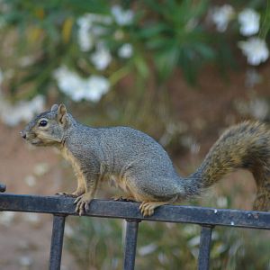 My Backyard - Fox Squirrel