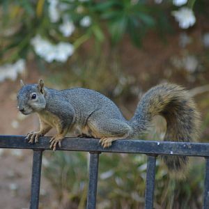 My Backyard - Fox Squirrel