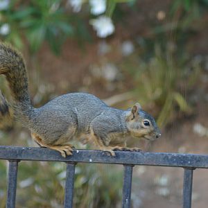 My Backyard - Fox Squirrel