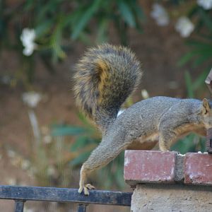 My Backyard - Fox Squirrel