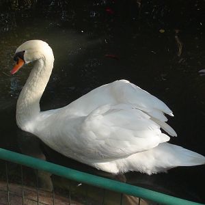 Common Swan