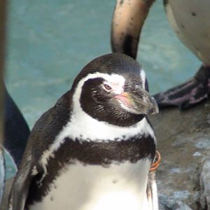 Humbolt Penguin