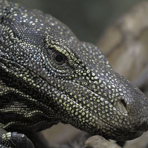 Crocodile monitor