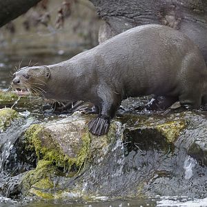 Giant otter