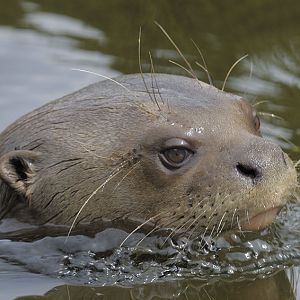 Giant otter swimming