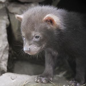 Bush dog puppy