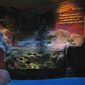Freshwater Streams and Lakes - First Exhibit