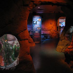 Cave - Exhibits