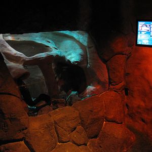 Cave - Moray Exhibit