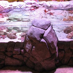 Rockpool - Second and Third Touchpools