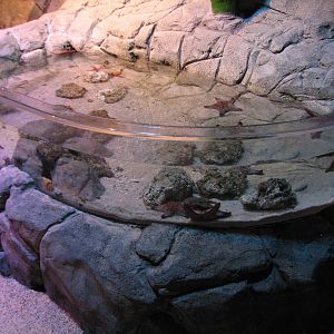 Rockpool - Fourth Touchpool