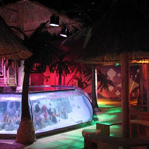 Tropical Bay of Rays