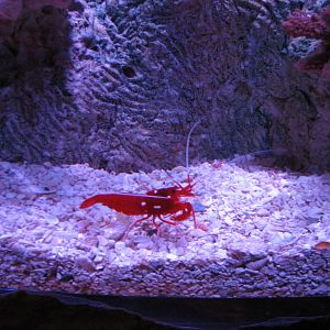 Shipwreck - First Exhibit - Blood Shrimp