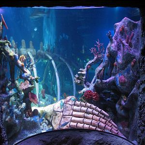 Shipwreck - Ocean Exhibit Preview