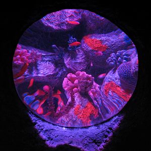 Shipwreck - Purple Tang and Squareback Anthias Exhibit