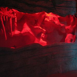 Ocean View - Giant Pacific Octopus Exhibit