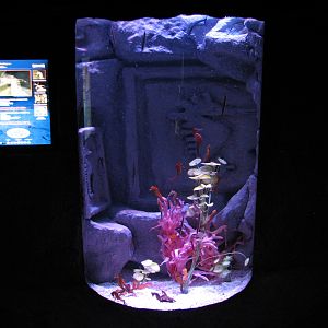 Temple of the Seahorse - Second Exhibit