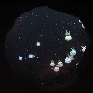 Jellyfish - Spotted Jellyfish Exhibit