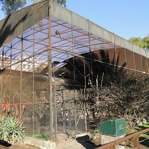 Rehabilitated birds cage