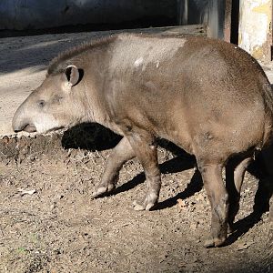 South American Tapir