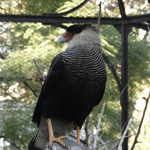 Southern Caracara