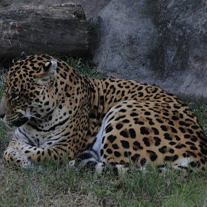Jaguar