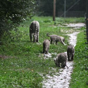white tigers in a light rain