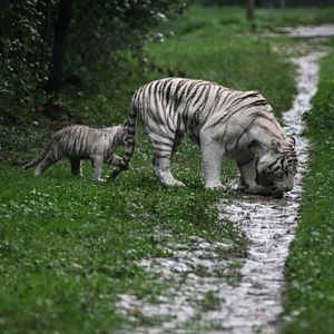 white tigers in a light rain