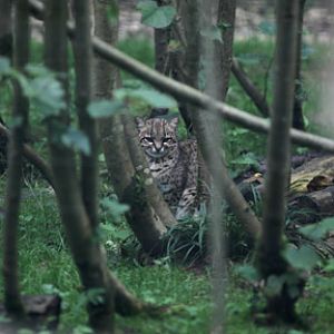 geoffroys cat