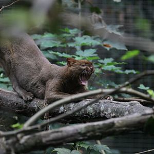 jaguarundi