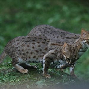 rusty spotted cats
