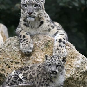 snow leopard mom and cub