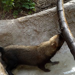 Bush Dog