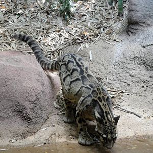 Clouded Leopard - Moby