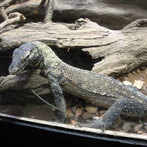 Yearling Komodo Dragon