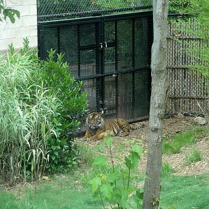 Sumatran Tiger - Kavi