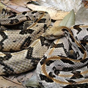 Canbrake Rattlesnakes