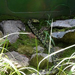 Ethiopian Mountain Viper