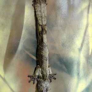 Leaf-tailed Gecko