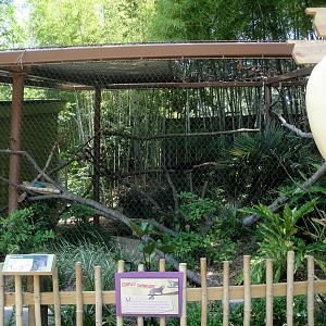 Binturong Exhibit