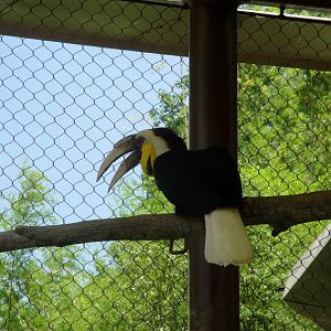 Male Wreathed Hornbill