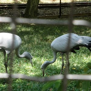 Blue Cranes