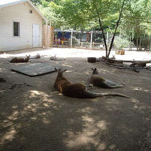 Red Kangaroo Exhibit