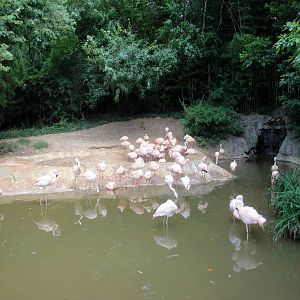 Chilean Flamingo Exhibit