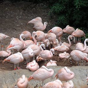 Chilean Flamingos