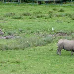 Black Rhinos in the African Experience