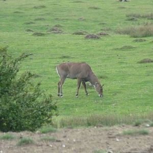 Nilgai