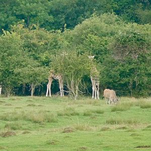 Giraffes in the Scrub
